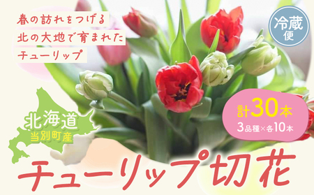 [1.5-281]チューリップ 切花 30本（3品種×各10本）四季農場 北海道 当別町 花 お花 チューリップ 切り花 切り花産地 