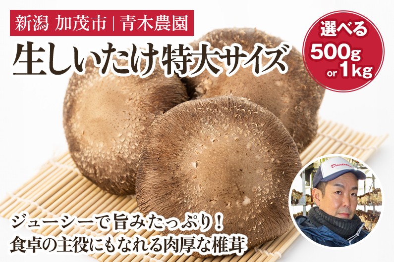 
                  【2026年先行予約】【選べる数量】生しいたけ 特大サイズ 約500g（6〜8個） 約1kg（12～16個） 《11月上旬～順次出荷》 品評会で金賞受賞！ きのこ しいたけ 椎茸 特大 食べ応えあるビッグサイズ 肉厚で旨味たっぷり！ 加茂市 青木農園
                