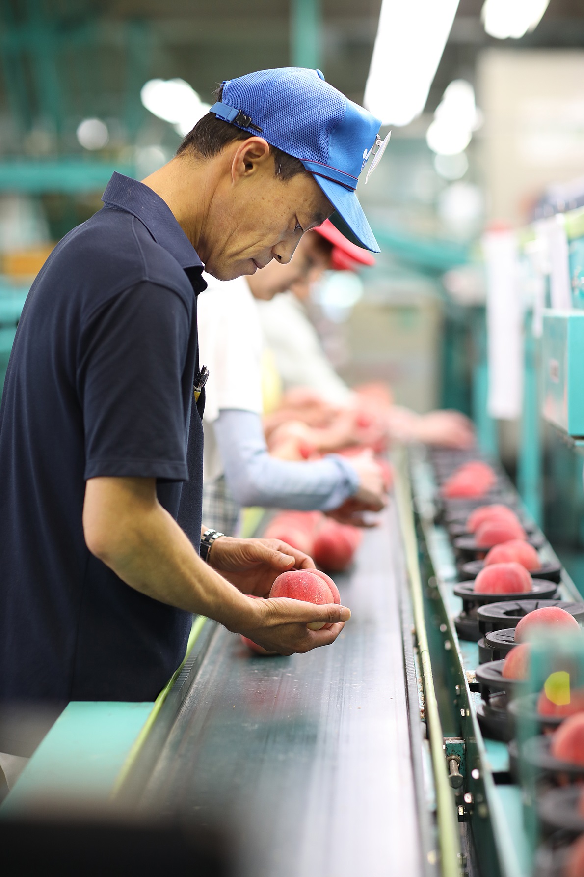 【南信州産】あかつき約5kg（秀品）光センサー選別品＜2027年7月中旬より発送＞ 信州 産地直送 ギフト 果物 くだもの もも モモ 旬 旬の果物 旬の桃 JAみなみ信州