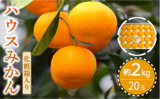 みかん【2026年6月中旬〜発送】ハウス みかん 約2kg / みかん ミカン 蜜柑 果物 フルーツ 贈答用 化粧箱 みかん ミカン 蜜柑 フルーツ 果物 みかん くだもの 柑橘 旬 果実 mikan 産地直送 農家直送 数量限定 国産 ご家庭用 ミカン ご当地 贈り物 人気 贈答用 家庭用 土産 手土産 みかん / 南島原市 / 島原雲仙農業協同組合  東南部基幹センター [SAC003]