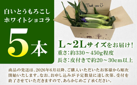 【先行予約】【数量限定】白いとうもろこし ホワイトショコラ 5本【文命農業】開成町 野菜 とうもろこし トウモロコシ ホワイトショコラ[BDAX001]
