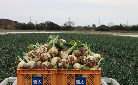 淡路島産玉ねぎ 5kg 野菜 淡路島産 玉ねぎ 玉葱 善太 兵庫県 洲本市 淡路島