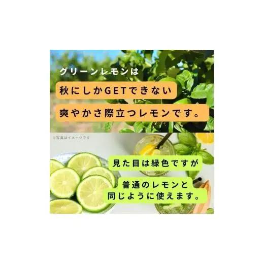 グリーンレモン 約2kg 【2026年 10月 ～ 11月 発送】 先行予約