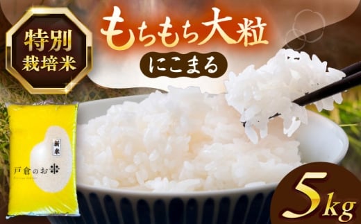 【5kg／3月発送】 にこまる 白米 5kg お米 ご飯 米 お米 5kg 5キロ 白米 精米 新米 コメ ご飯 ごはん 愛知県産 国産 県産米 国産米 産地直送 令和7年 特別栽培米 愛西市 / 株式会社戸倉トラクター [AECS055-03]