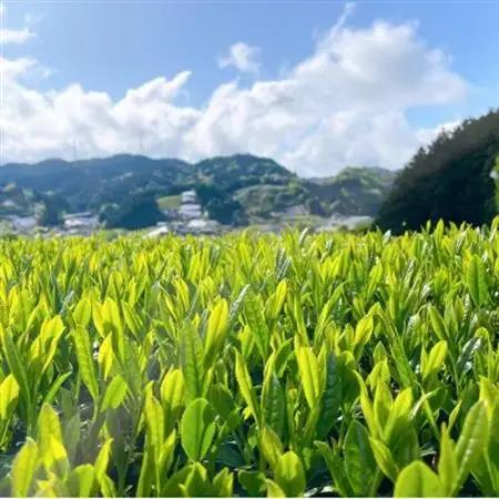 レストラン・ホテルの料理長やソムリエに選ばれる高級ボトリングティー6本 | Wazuka Green【配送不可地域：離島】【1651778】