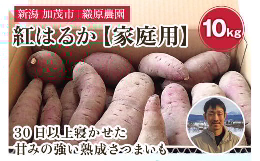 【2025年先行予約】新潟県 加茂市産 紅はるか 【家庭用】 10kg 《11月上旬～順次発送》 人気 さつまいも 訳あり 家庭用 さつまいも 熟成 さつまいも しっとり甘みの強い ねっとりとした食感 さつまいも 焼き芋 焼芋 スイートポテト 加茂市 織原農園