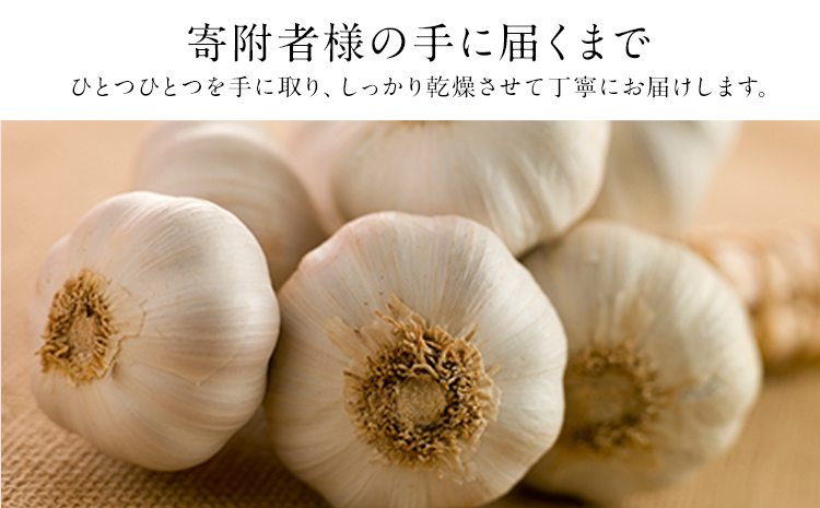 『上田農園』のにんにく約500g 《7月上旬-9月中旬頃出荷》熊本県玉名郡玉東町