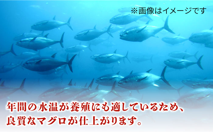長崎県五島産 近大マグロ  （赤身）刺身ブロック 五島市/五島ヤマフ [PAK019]