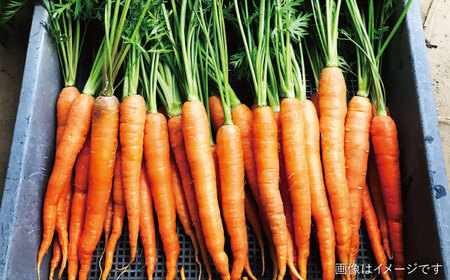 ☆キャンプにもおすすめ☆バーベキュー・グリル用朝獲れ野菜特選セット【福岡県糸島産】(たっぷり7～8人分) 糸島市 / オーガニックナガミツファーム 野菜 詰め合わせ[AGE039]