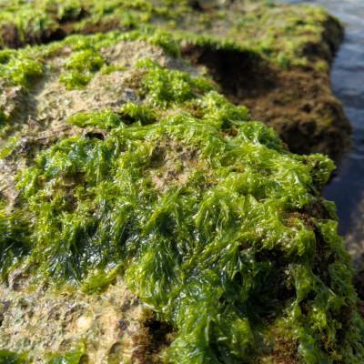 ふるさと納税 中城村 中城産 海人が手摘みで厳選 生アーサ 600g(300g×2袋) |  | 02