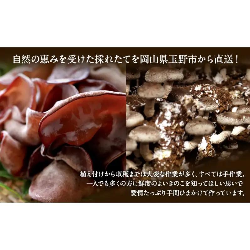 【 産地直送 】 有機JAS 生椎茸 800g ＆ 生きくらげ 200g 定期便 3ヶ月 オーガニック しいたけ 椎茸 きくらげ きのこ 野菜 岡山県 玉野市 栽培期間中化学肥料不使用 栽培期間中農薬