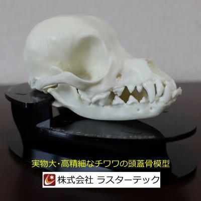 ふるさと納税 羽村市 チワワの頭蓋骨模型