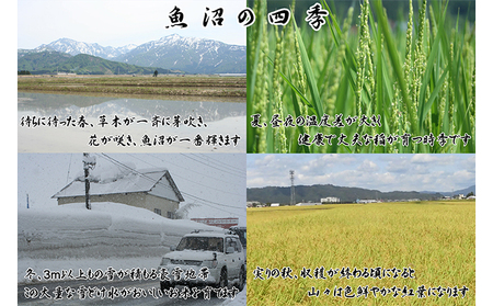 【令和5年産】農産物検査員お奨め 魚沼産こしひかり（精米）15kg（5kg×3）