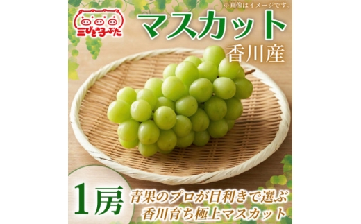 ＜芳醇な甘み＞香川産大粒マスカットを贅沢に楽しむ マスカット 1房【1727326】