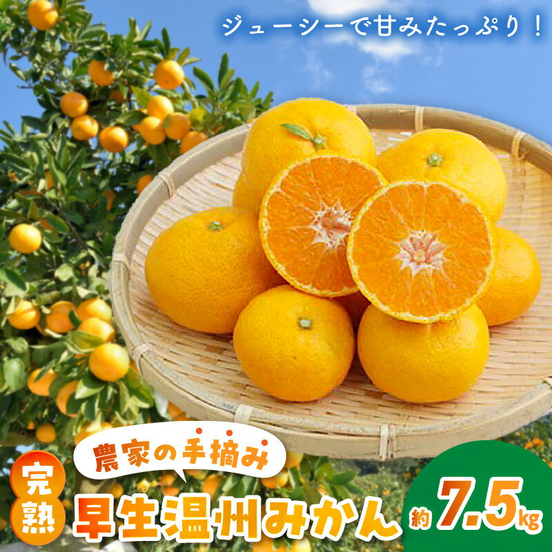 【ふるさと納税】【先行受付】みかん 完熟 早生みかん 柑橘 温州 約 7.5kg 果物 フルーツ 手摘み ギフト 予約受付
