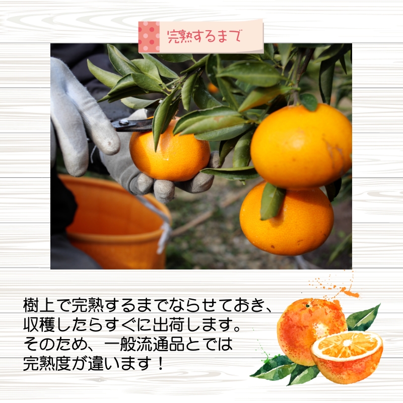 ▼久幸園 完熟 清見オレンジ 1.5kg (サイズ混合) ※4月上旬より順次発送予定  清美 きよみ 樹上 超完熟 柑橘 春 みかん 旬 濃厚 甘い 甘味 フルーツ ジューシー 果汁 和歌山 有田 本
