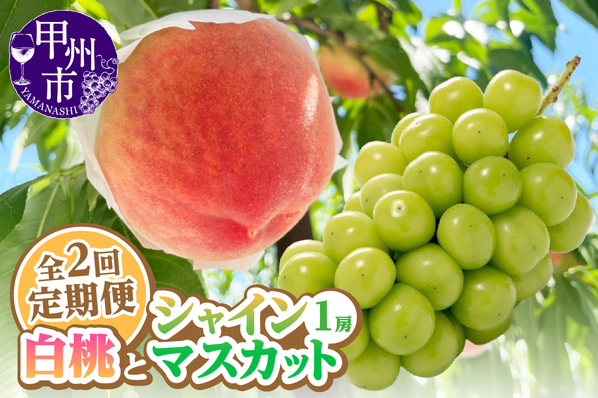 【定期便】旬を味わい尽くせ!!白桃とシャインマスカットの全2回【2026年発送】（AGB）B-877
