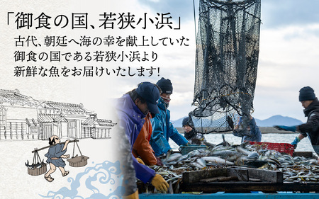 御食の国 若狭小浜より！獲れたて鮮魚BOX｜4～5kg 4～7種
