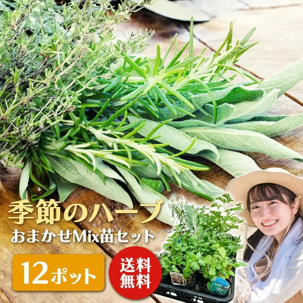 季節のハーブ苗お任せ12ポットmixセット【ハーブ ハーブ苗 花苗 花苗セット 花 季節の花 花セット ガーデニング 家庭菜園 園芸 初夏 夏 花壇 庭 鉢 玄関 プランター 寄せ植え おうち時間 趣味 ベランダ 土っ子倶楽部 プレゼント ギフト 】