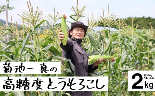 【先行予約】 菊池一真の 高糖度 とうもろこし ゴールドラッシュ 約 2kg （ Lサイズ 5~6本 ） 農家直送 【2025年7月下旬頃発送予定】日付指定不可