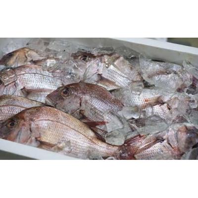 ふるさと納税 松山市 【マキノ海産】真鯛・ふぐ一夜干しセット |  | 01