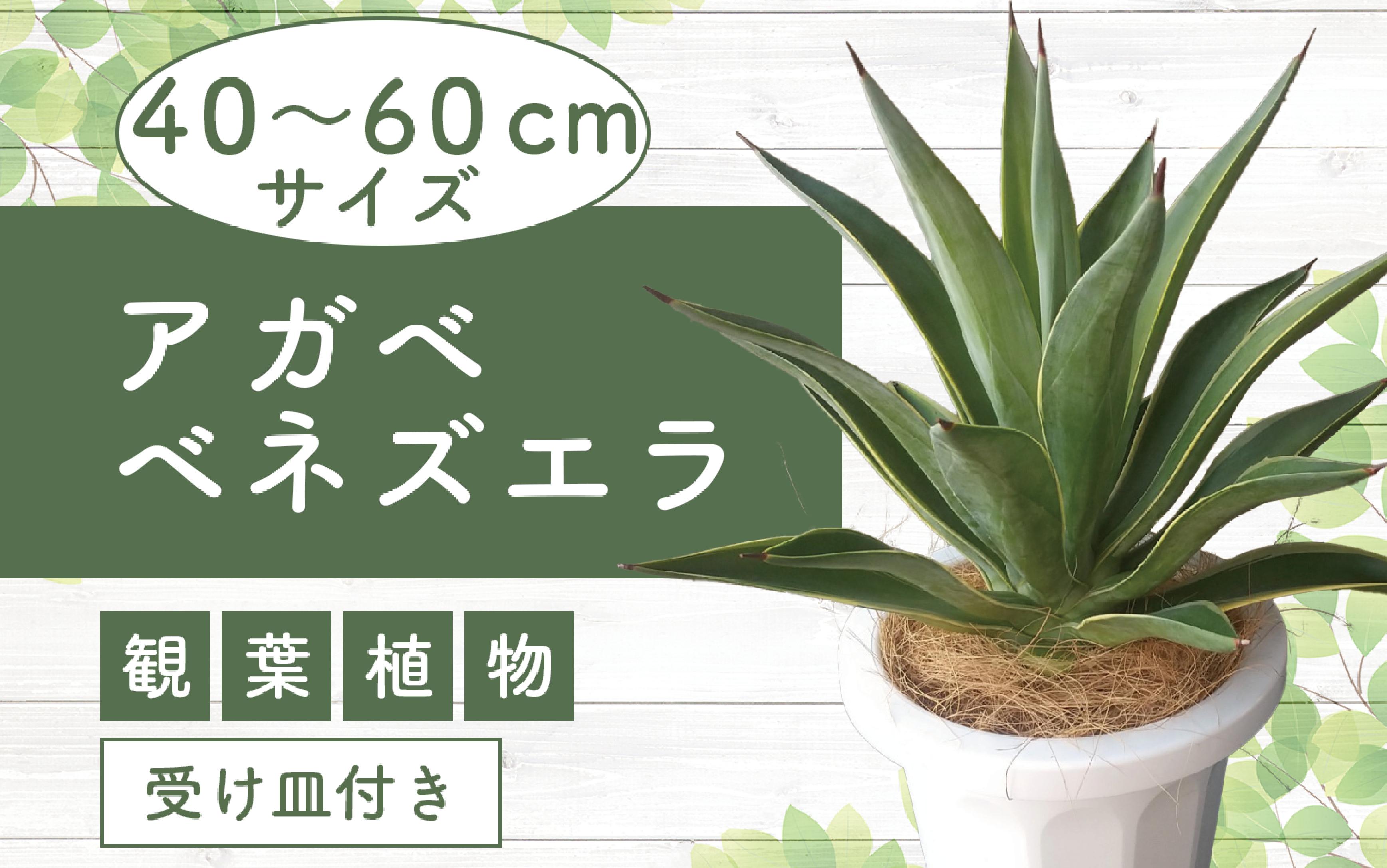 
1月上旬～発送【観葉植物】アガベ・ベネズエラ40cm～60cm(Green Base/015-1358) 南国鹿児島県で育った 観葉植物！植物 鉢付 インテリア 室内 オフィス おしゃれ プレゼント ギフト 開店祝い 移転祝い マイナスイオン【配送不可地域：北海道・沖縄県・離島】
