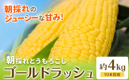 【先行予約】とうもろこし約4kg 老沼 利治《2026年6月中旬-7月中旬頃出荷》栃木県 野木町とうもろこし スイートコーン 旬の野菜 焼き 茹で とうもろこし ゴールドラッシュ 朝採れ クール便