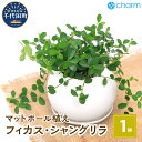 【ふるさと納税】観葉植物 フィカス シャングリラ つる性ガジュマル マットボールM植え（1鉢） インテリア ナチュラル 室内栽培 プレゼント 送料無料 趣味 人気 オススメ 初心者 玄関 リビング 受皿付 軽石砂 北海道冬季発送不可 株式会社チャーム