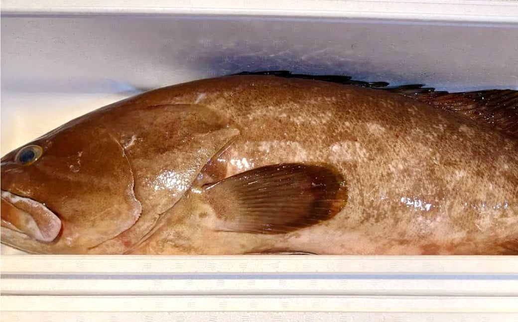 丸ごと1匹お届け！長崎近海 天然アラ (クエ) 5kg台 (5.2〜5.8kg、8〜10人前) ／ 魚 鮮魚 魚介 海鮮 高級魚 くえ あら 血抜き 鍋 刺身 大将農園 長崎県 長崎市 【2025年9