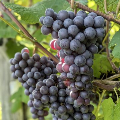 ふるさと納税 青森県 PURE & ZERO アールグレイMIX〈無添加ぶどうジュース〉 |  | 02