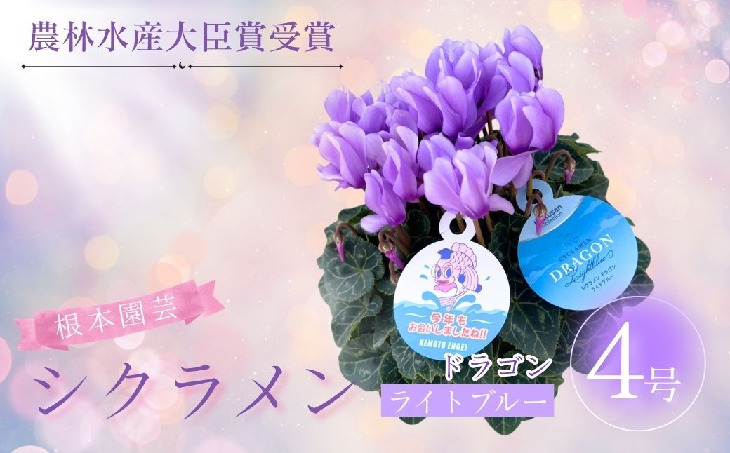 
                  【2026年 先行予約】 シクラメン ドラゴン ライトブルー 4号鉢 | 花 お花 ガーデンシクラメン ブルー 青 4号 花ギフト フラワーギフト プレゼント 根本園芸 シクラメン aj013-aa
                