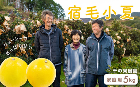 千の果樹園の宿毛小夏5kg・家庭用