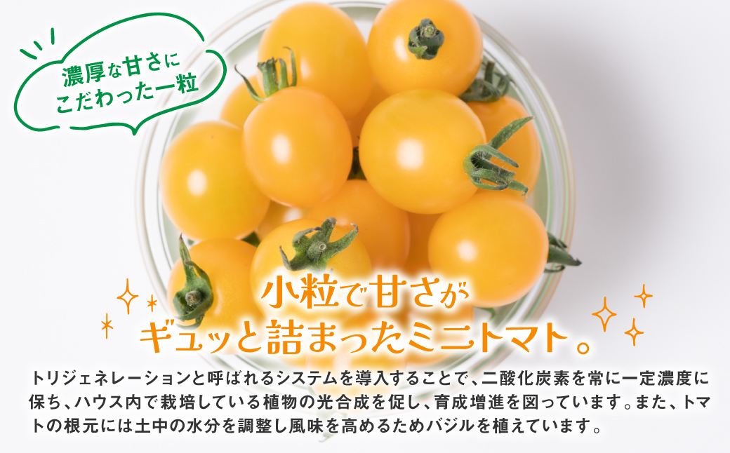 ミニトマト (黄色) 1.2kg 八代市産 宮島農園 トマト 甘い サラダ 国産 熊本県産_イメージ3