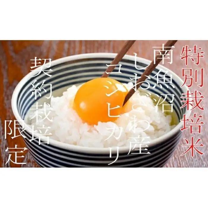 【令和7年産】【定期配送5Kg×3ヶ月】特別栽培 生産者限定  南魚沼しおざわ産コシヒカリ【定期便 銘柄米 ブランド米 精米 こしひかり コシヒカリ 魚沼産 新潟米 産地直送 お米 米 こめ コメ ご