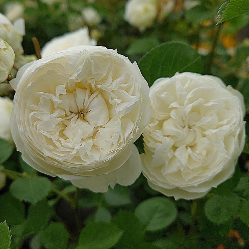 【ふるさと納税】【Apple Roses】バラ苗『ノーブル・ハート』新苗育成苗6号ポット植え[52211010]　お届け：2025年6月1日から2025年10月31日