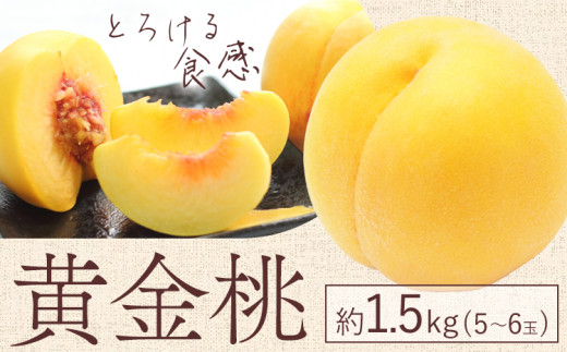 【2025年先行予約】黄金桃 1.5kg 5～6玉 もも モモ 岡山 国産 フルーツ 果物 ギフト 桃茂實苑《8月中旬-9月下旬頃出荷》岡山県 浅口市 フルーツ 桃 果物 青果【配送不可地域あり】