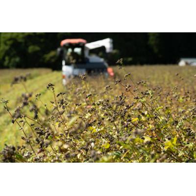 ふるさと納税 白馬村 白馬産そば粉を使用  信州そば　200g×8袋 |  | 01
