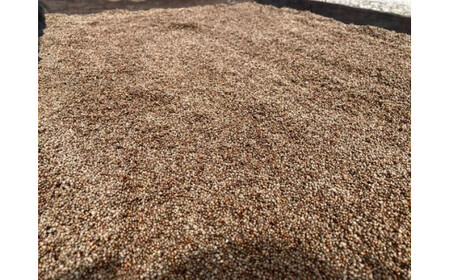 エゴマオイル食べ比べ5本セット(焙煎2本、生搾り3本) 川上農園 |五泉市 えごまえごま