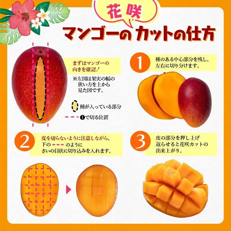 【先行予約】糖度13度以上　宮野原農園 スターズマンゴー2L×3個完熟マンゴー 生産者直送＜67-3a＞2026年発送