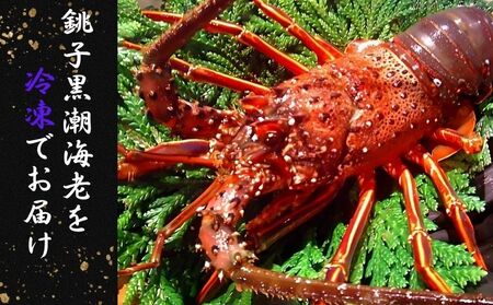  【漁師直送／活〆冷凍】 冷凍 伊勢海老 （１kg／２〜５尾） 海老 海老 海老 海老 海老 仲野水産 