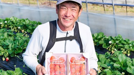 【 2026年1月上旬発送開始 】 完熟 かおり野 260g×4P 国産 いちご イチゴ 苺 果物 フルーツ 茨城県産 KEK [BC032sa]