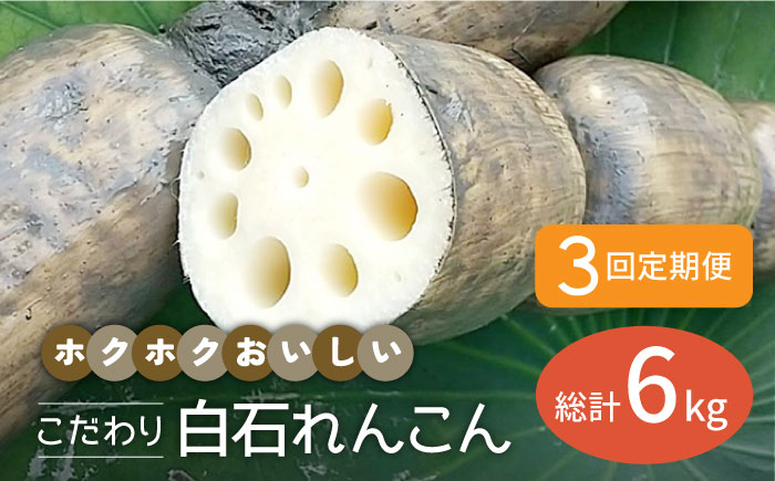 【先行予約】【3回定期便】こだわり白石れんこん 2kg/回（総計6kg） 泥付き【れんこんの家やました】蓮根 レンコン 泥付きれんこん 根菜 野菜 佐賀県産 [IAW005]