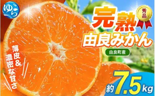 薄皮で濃い甘さ！完熟由良みかん【秀】7.5kg×1箱（混サイズ）和歌山県由良産※2026年11月下旬頃から12月下旬頃に順次発送予定 / 柑橘 ミカン 蜜柑 甘い 由良町 フルーツ 果物 くだもの 食