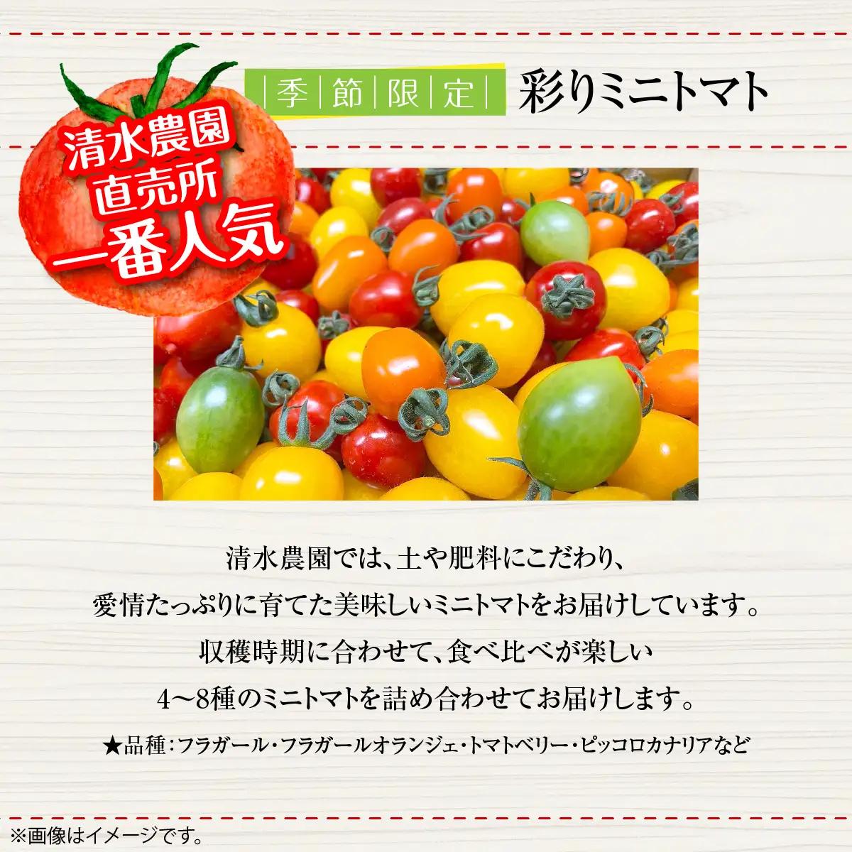 【ふるなびWEEK対象】＜2026年7月上旬よりお届け＞カラフルミニトマト約2.7kg 【農園直送】北海道壮瞥産 SBTO004