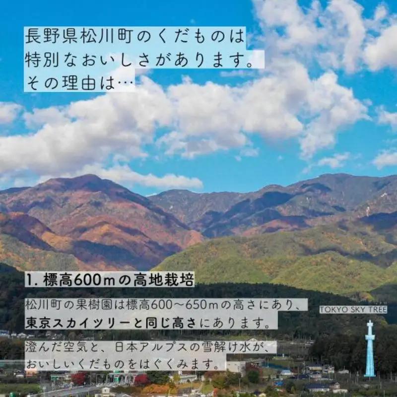 梨 幸水 約5kg（9～14玉） 松川町産 贈答／2026年8月中旬～配送 [KW08]//長野県 南信州 松川町 和梨 梨 なし ナシ 産地直送 農家直送 農家支援 贈答 幸水 果物 フルーツ