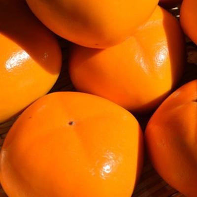 ふるさと納税 九度山町 【秋の味覚】和歌山産たねなし柿約2kg  化粧箱入り(2L〜4Lサイズ)(九度山町) |  | 01