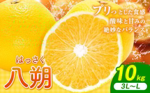 八朔 10kg（3L～L）JAわかやま 紀の里地域本部《1月上旬-4月中旬に出荷予定(土日祝除く)》和歌山県 岩出市 産地直送 みかん 八朔 柑橘 果物 フルーツ ビタミンC たっぷり