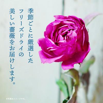 ふるさと納税 酒田市 水のいらない花　ゼロフラワー「バラ1輪挿し」フリーズドライフラワーのある暮らし |  | 01