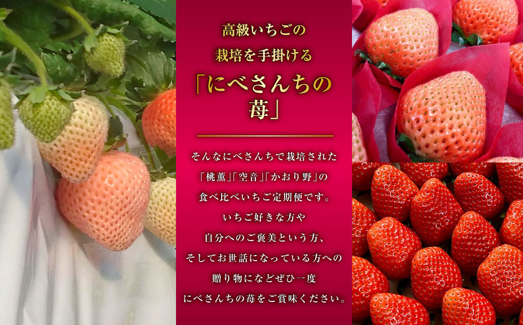 【3か月連続定期便】にべさんちの苺 熊本県産イチゴ食べ比べ定期便 (かおり野・桃薫・空音)
