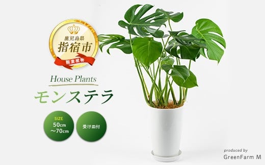 
            2026年3月上旬～発送【観葉植物】モンステラ50cm～70cm(Green Farm M/016-1488) 観葉植物 植物 鉢付 インテリア 室内 オフィス おしゃれ プレゼント ギフト 開店祝い 移転祝い マイナスイオン【配送不可地域：北海道・沖縄県・離島】
          